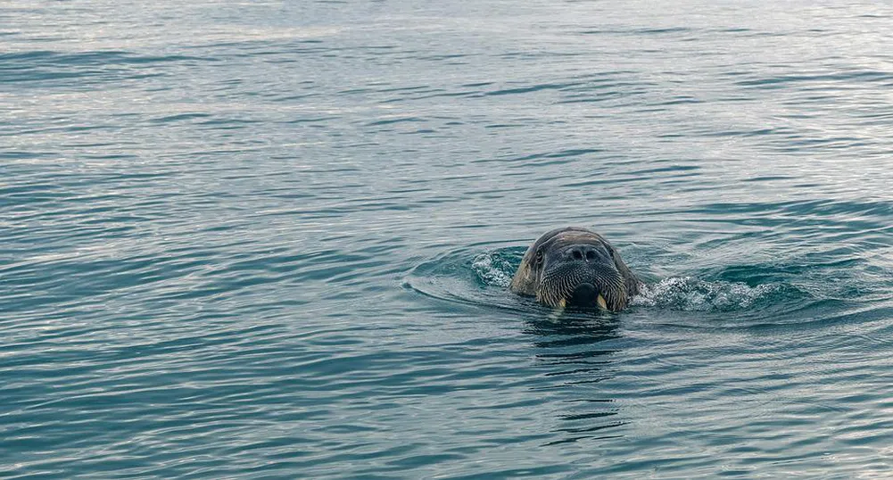 Женският морж Фрея - истинска сензация в Норвегия