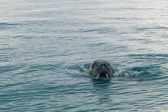 Женският морж Фрея - истинска сензация в Норвегия