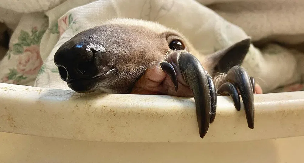 Тамандуа се роди в зоологическа градина в Щатите (снимки)