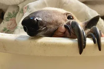 Тамандуа се роди в зоологическа градина в Щатите (снимки)