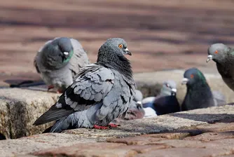 Защо никога не виждаме малките на гълъбите?