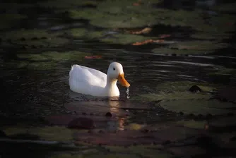 Близо 3.5 т ракия задържаха митничари във ферма за патици