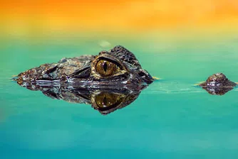 Крокодилите са ходели на два крака в древността