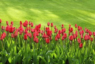 Лудостта продължава, GameStop с нов ръст до рекордна цена