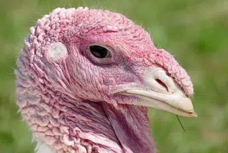 Пуйки тероризират щатски град, подгониха дори полицейска кола