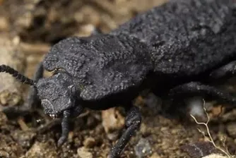 Бръмбарът, който не може да бъде унищожен