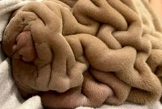 Най-сбръчканият шар пей в света е любимец на интернет (снимки)