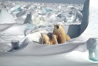 Остров Врангел: една от най-отдалечените руски земи