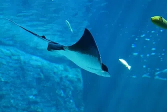 Най-голямата „златна треска“ може да започне в океана, който е на всички