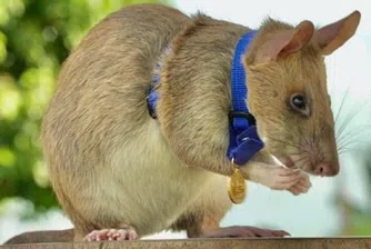 Плъх се пенсионира след петгодишна служба като сапьор