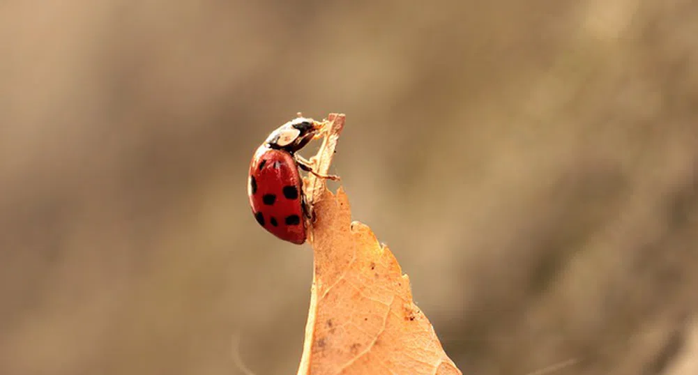 Слънце днес, но идват вятър, облаци и сняг в планините