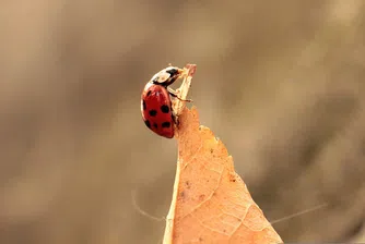 Слънце днес, но идват вятър, облаци и сняг в планините