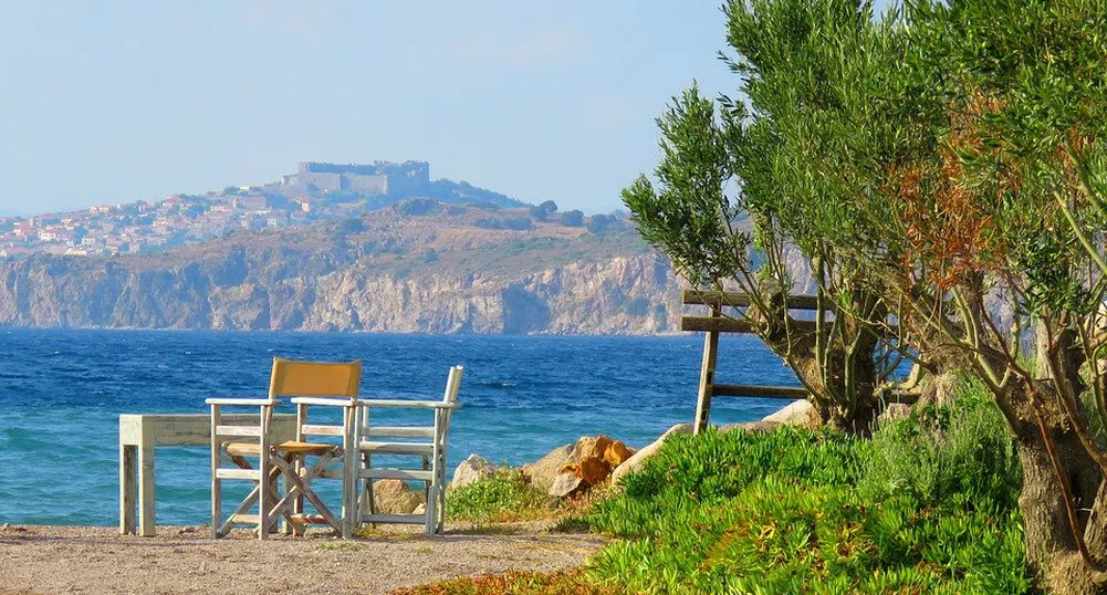 Учени откриха вкаменено дърво на 20 млн години с непокътнати клони и корени