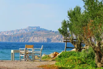 Учени откриха вкаменено дърво на 20 млн години с непокътнати клони и корени