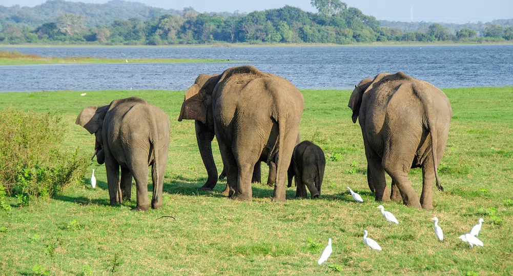 675 китайски полицаи се опитват да хванат 15 диви слона (видео)