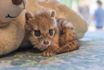 Интернет полудя по очарователно бебе фаналока (снимки)