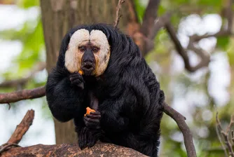 Маймуните, които предпочитат градския шум пред звуците на джунглата