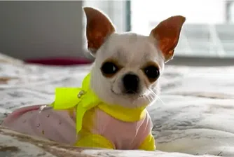 Запознайте се с Пърл – най-малкото кученце в света