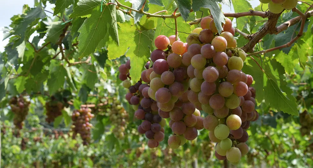 Пет пъти са намалели лозята у нас за 20 години