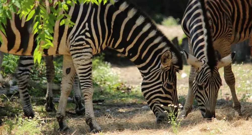 Зоопаркът в София отбелязва 133-тата си годишнина