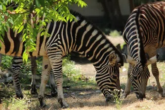 Зоопаркът в София отбелязва 133-тата си годишнина