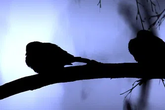 Богаташи пазят колите си от птици с шипове в дърветата