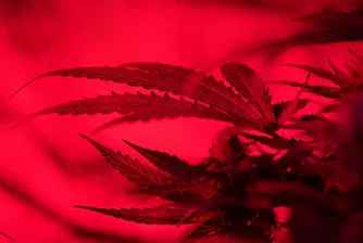 Подкрепата за легализацията на канабиса в Германия леко расте