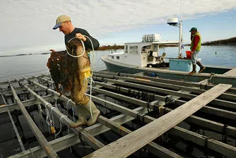 Водораслите – новата суперхрана с индустриални свойства