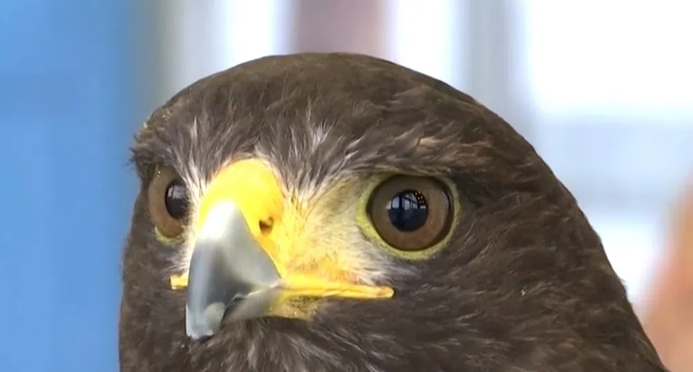 Ястреб ще охранява метрото в Сан Франциско