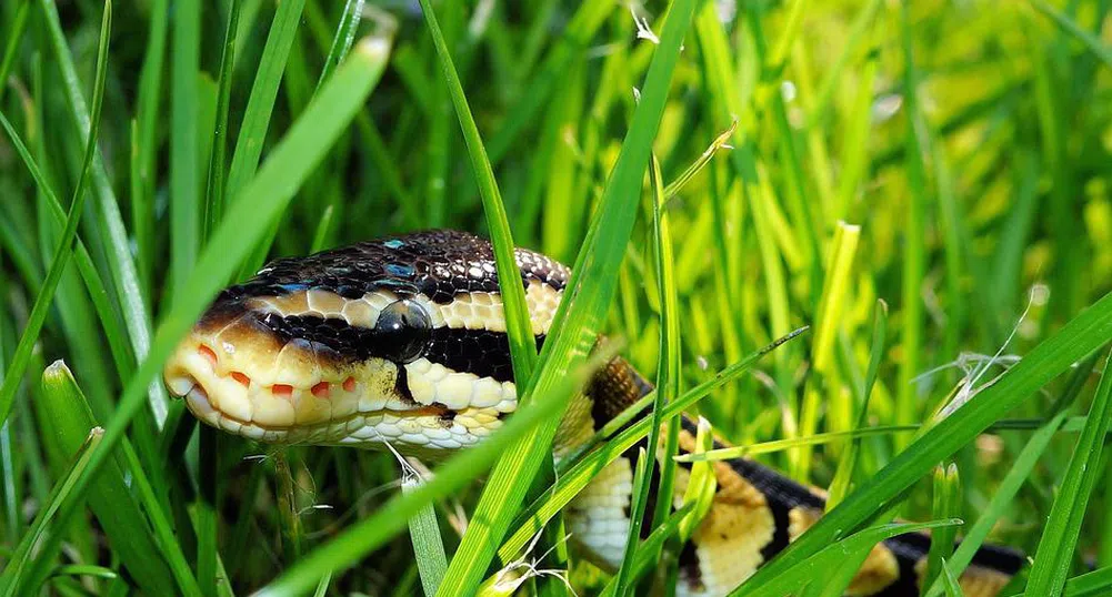 Японската полиция издирва двуметров питон-беглец