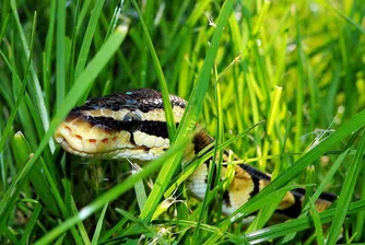 Японската полиция издирва двуметров питон-беглец