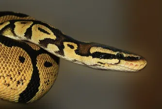 Жена намери змия в банята си