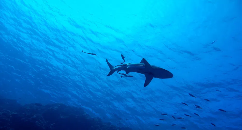 Акула уби жена във водите край Хургада