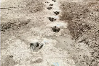 Сушата разкри стъпки от динозаври в Тексас