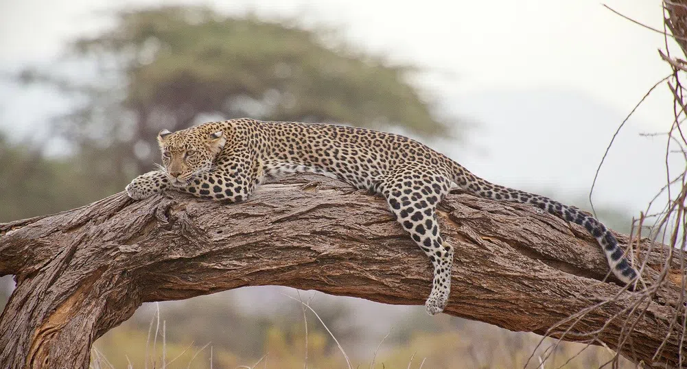 Ето как да отседнете в зашеметяващ африкански резерват срещу $11 месечно