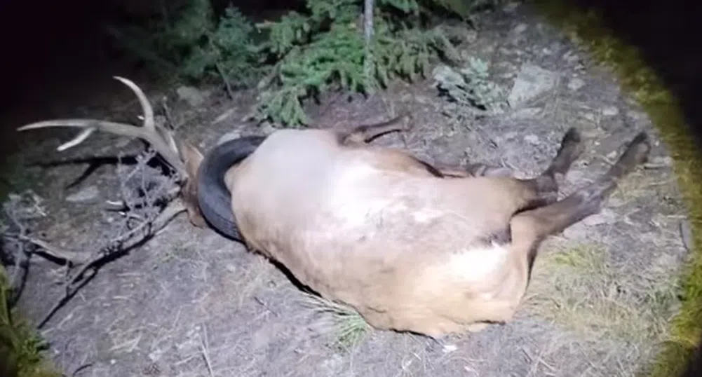 Освободиха лос, който от две години носи автомобилна гума около врата си