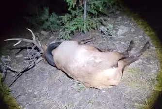 Освободиха лос, който от две години носи автомобилна гума около врата си