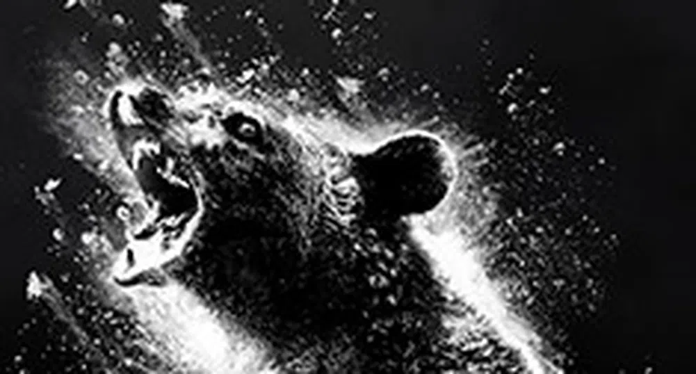 История за мечка, кокаин и трафикант с мокасини на Gucci