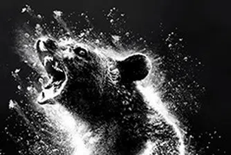 История за мечка, кокаин и трафикант с мокасини на Gucci