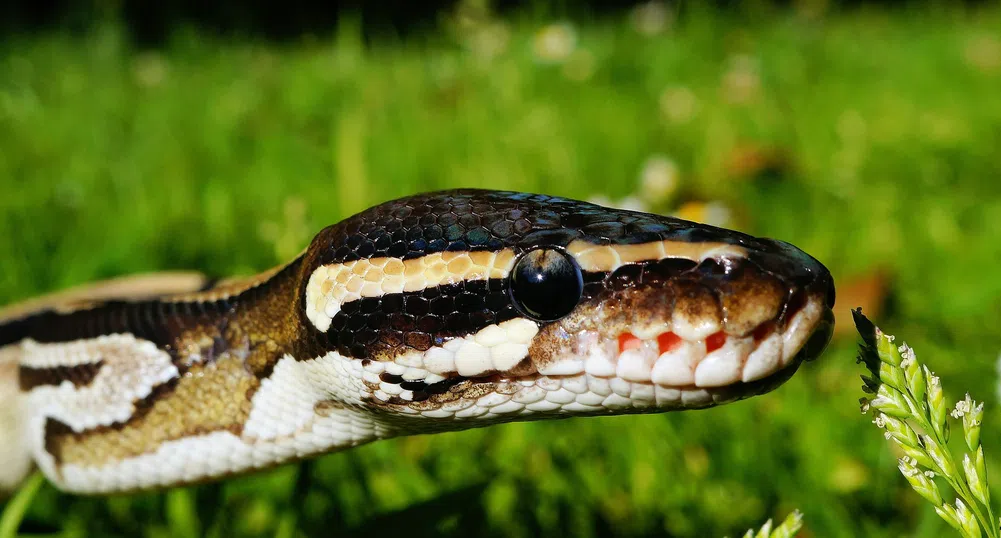 Още нещо, което можете да си купите за 6 000 долара - питон с емотикон