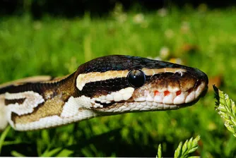 Още нещо, което можете да си купите за 6 000 долара - питон с емотикон