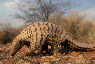 Люспеницата - животното, което зарази човека с коронавирус