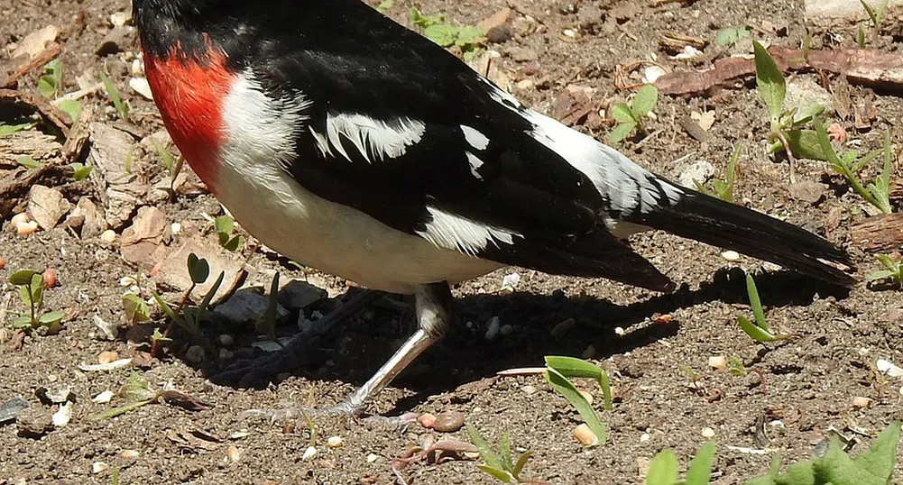 Наполовина мъжка, наполовина женска птица изуми учените (снимки)
