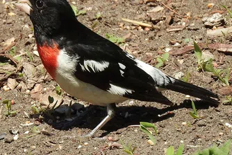 Наполовина мъжка, наполовина женска птица изуми учените (снимки)