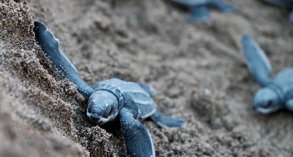 Откриха 175 костенурки в куфар на летището в Галапагос