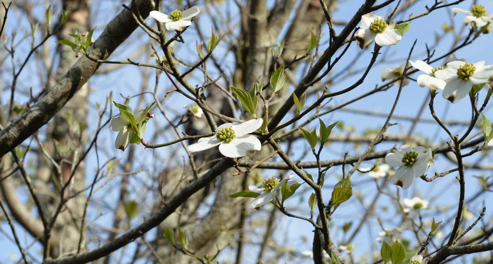 Слънчево време за Великден