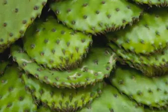 Биогориво от кактуси произвеждат в Мексико