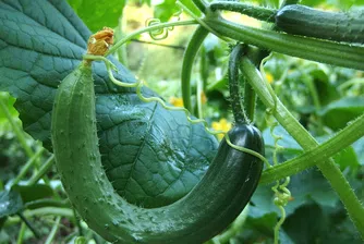 10 любопитни факта за краставиците