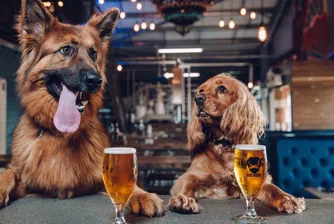 Отпуск, ако си вземеш кученце