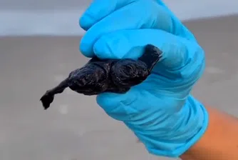 Двуглава костенурка беше открита в Северна Каролина (ВИДЕО)